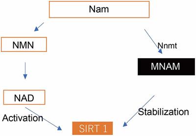 Protective Effects of N1-Methylnicotinamide Against High-Fat Diet- and Age-Induced Hearing Loss via Moderate Overexpression of Sirtuin 1 Protein